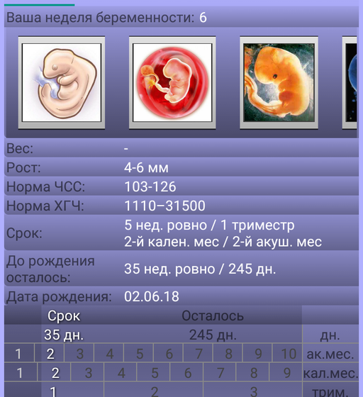 5 недель🙏😊