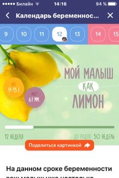 12 неделек