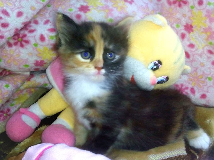 Три кота, три хвоста😻