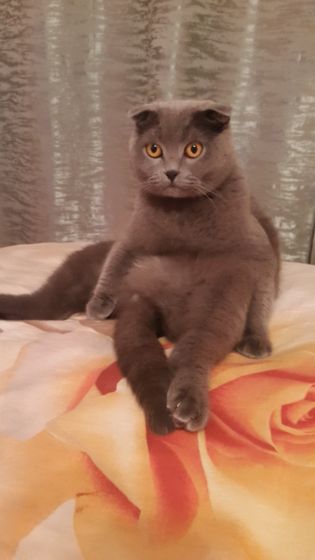 Домашние питомцы)))