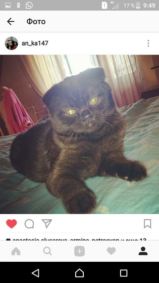 Новороссийск! Ищу кота!!!