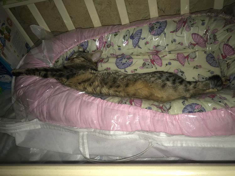 Приучили кошку спать в кроватке ??♀️??♀️??♀️