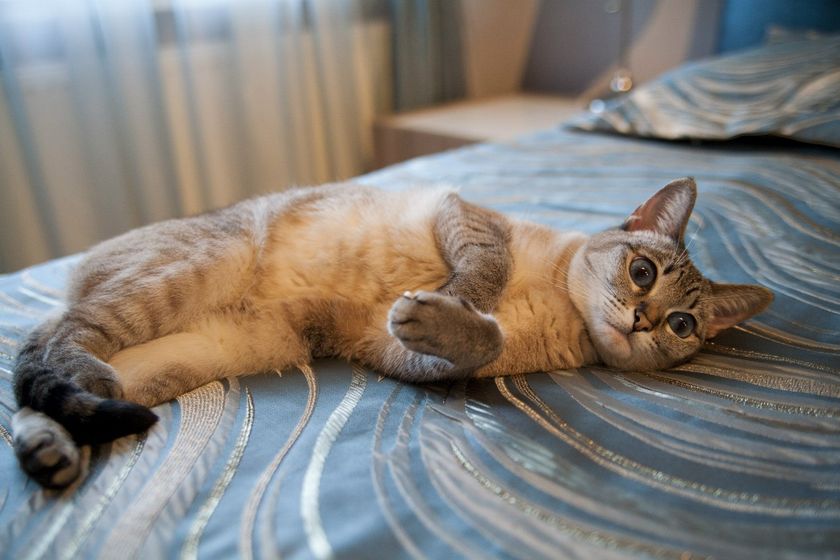 Котэ лысеет