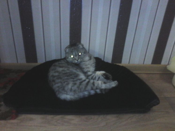 лежак котейке