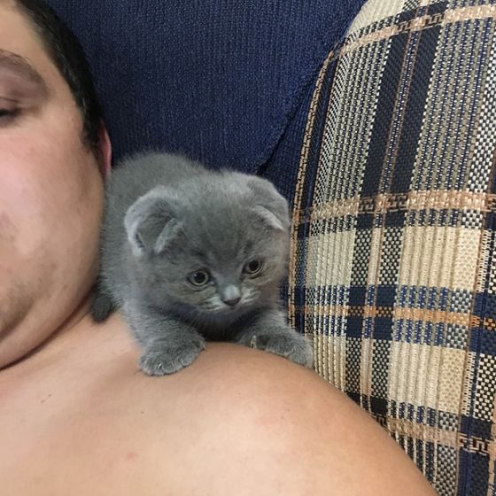 Котенок