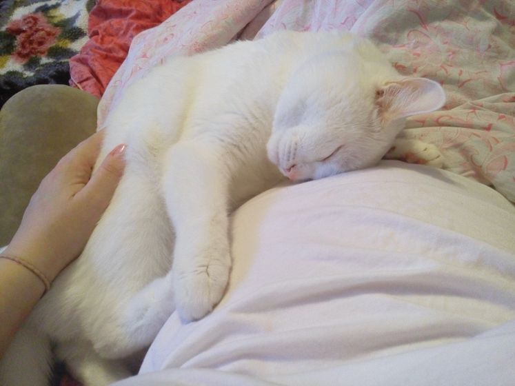 Котя