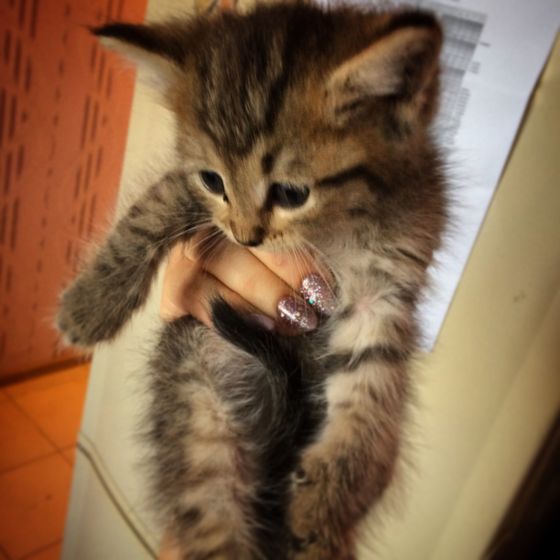 Оренбург!!! Котёнок в добрые руки!