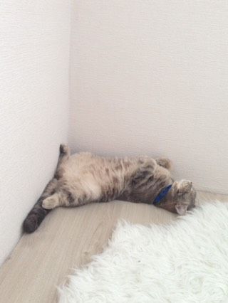 И так каждое утро..