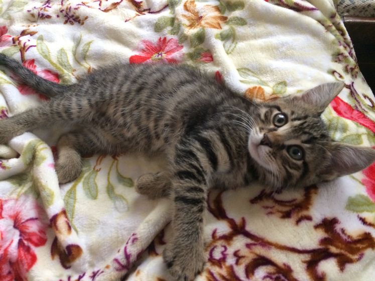 Отдам котёнка