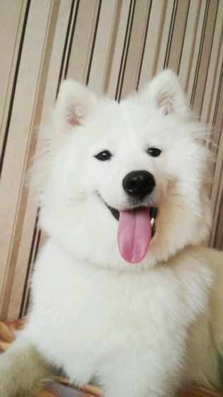 У кого есть животные