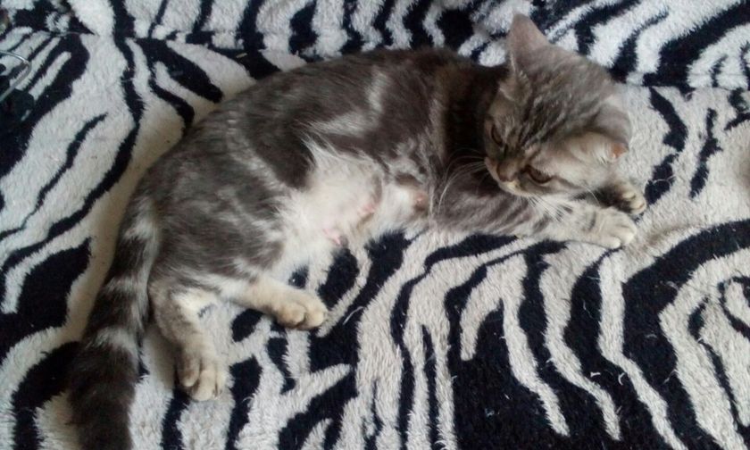 Котёнок 1 месяц.
