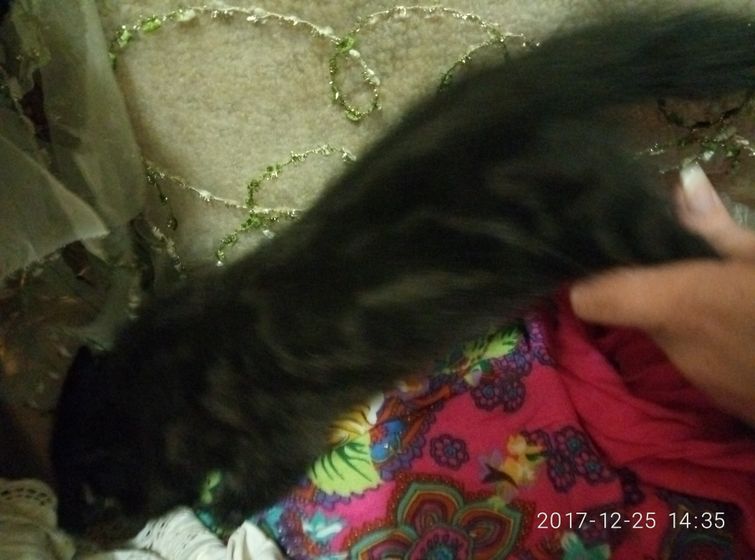 Коты кто соображает！