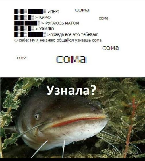 Не трогайте сома ??