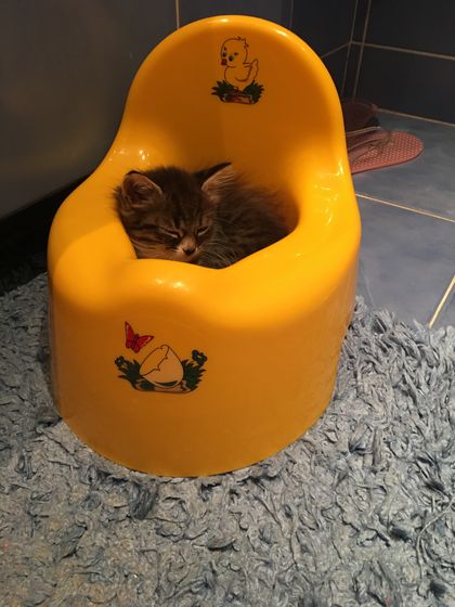 А у нас снова девочка)))