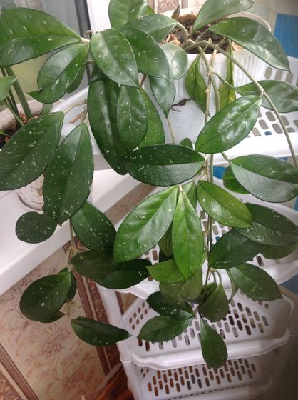 Домашние растения 🌱 все, кто в них разбирается, зайдите плиз