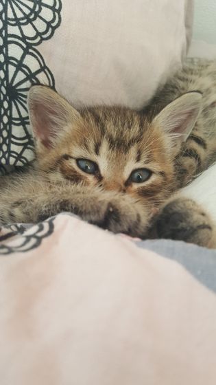 Мимиметр))
