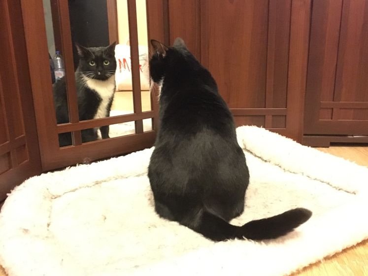 Старший котодочь?