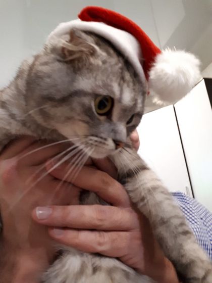 Чёрные точки у кота