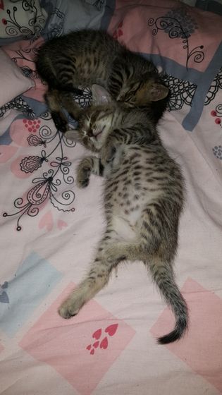 Мимиметр))