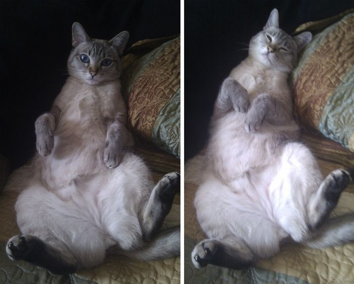 Котэ лысеет