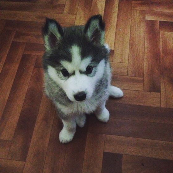 Мой сынок зубастик