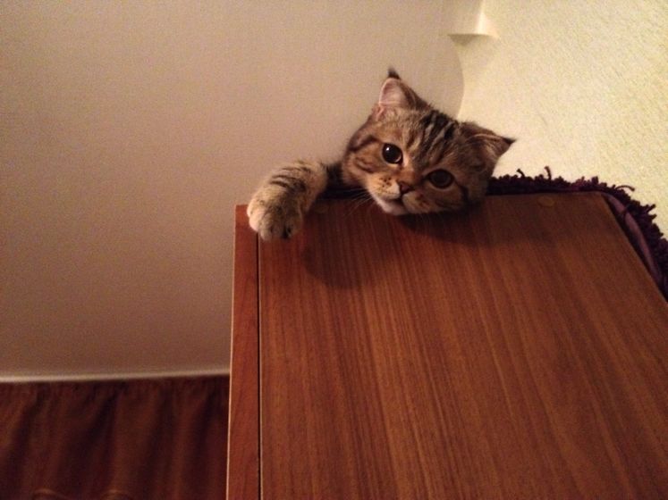 Приуныл котлеша ?