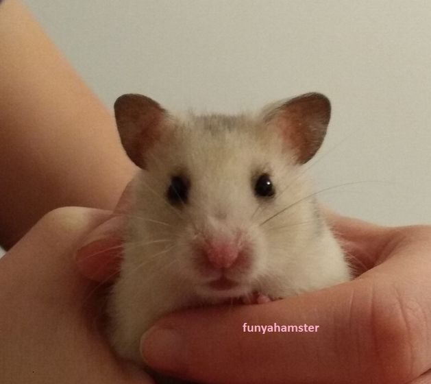 Хомячок Фуня :))
