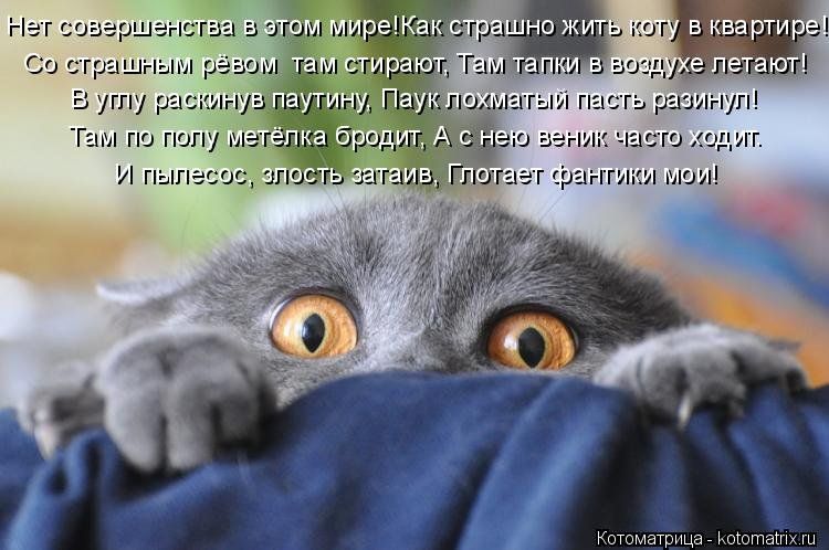 Прям про моего кота :)