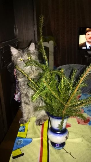 мое чудо)