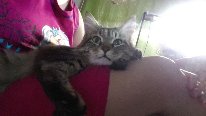Кастрация кота😿🙀