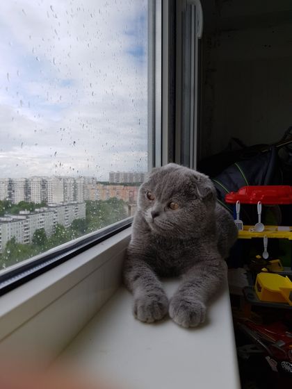 Пушистый подарок