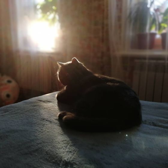 Кот отказывается от корма.