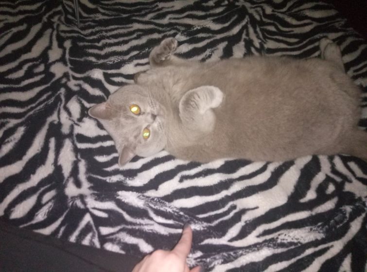 Кот-ребенок.