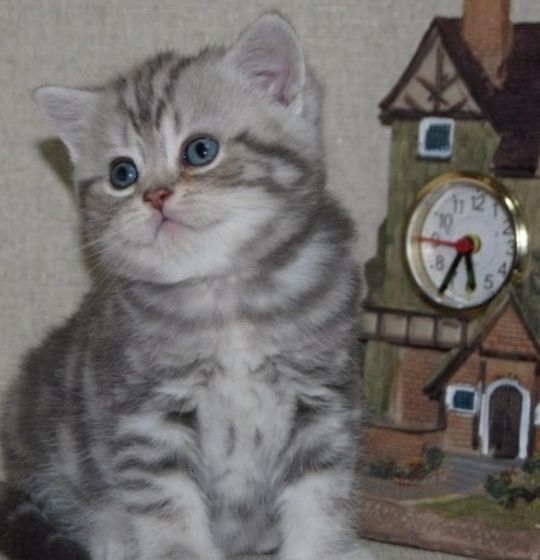 Кот или кошка?