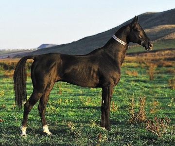 Красавица? кто любит лошадей?