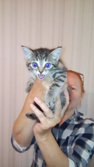 Кошка Тигра.