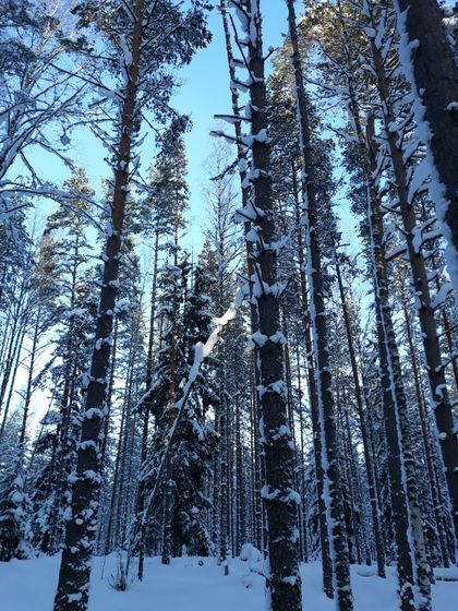 День четвертый в снежной сказке ❄❄❄