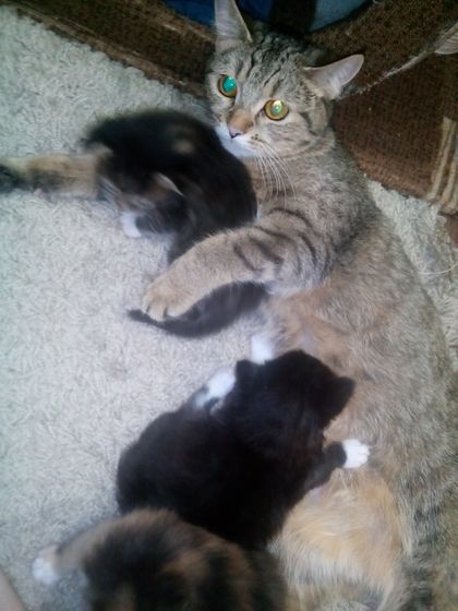 Котейки