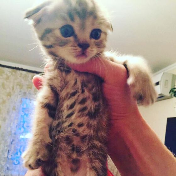 Котенок.