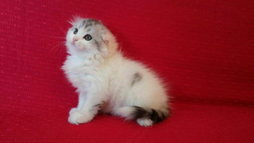 Ташкент! Продаю котиков!