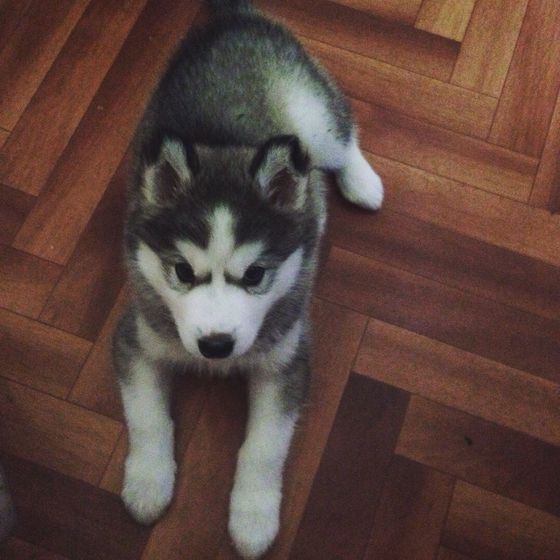 Мой сынок зубастик