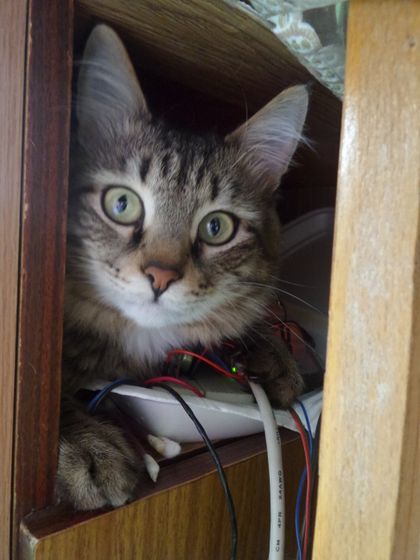 Кастрация кота😿🙀
