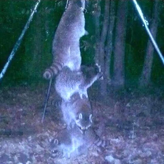 Еноты лезут в кормушку