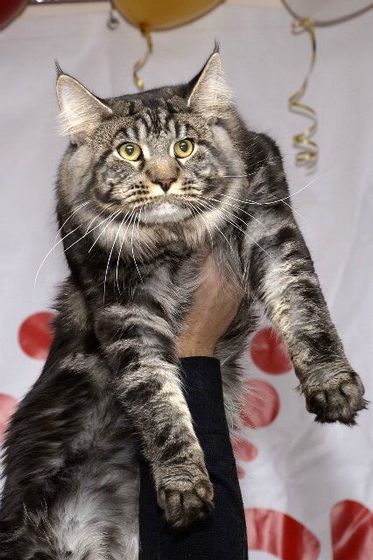 Котёнок МЕЙНКУН Красноярск дешего