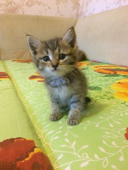 Оренбург!!! Котёнок в добрые руки!